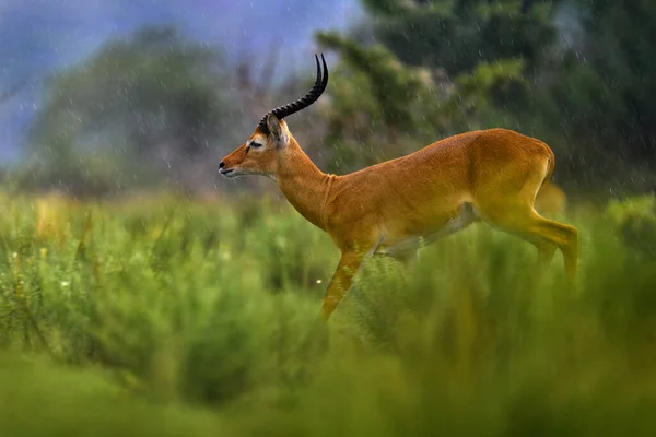 Ugandský Kob Kobus Kob Thomasi Deštivý Den Savaně Kob Antilopa — Stock fotografie