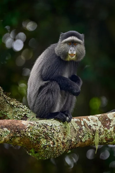 Mono Diademado Azul Cercopithecus Mitis Sentado Árbol Hábitat Del Bosque —  Fotos de Stock