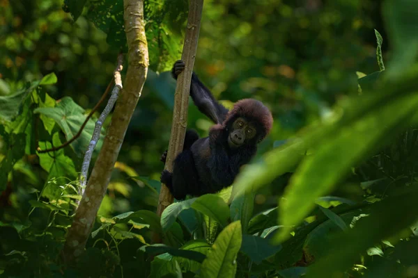 Young Mountain Gorillain the forest. Gorilla baby. Gorilla in the habitat, Bwindi NP in Uganda. wildlife in Africa. Playing on the tree in the forest, nature wildlife in Uganda.