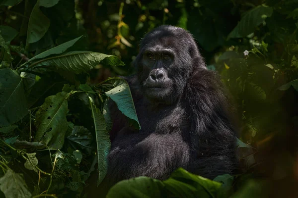Gorila Montaña Parque Nacional Mgahinga Uganda Foto Cerca Del Gran —  Fotos de Stock