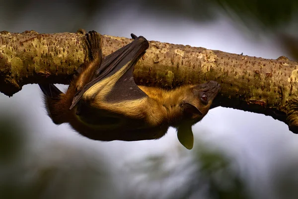 Uganda Wildlife Straw Coloured Fruit Bat Eidolon Helvum Tree Evening — Stock Photo, Image