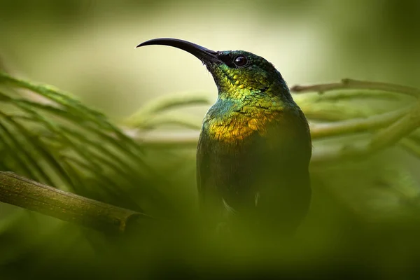 Retrato Sunbird Bronzy Sunbird Nectarinia Kilimensis Ave Vegetación Verde Uganda —  Fotos de Stock