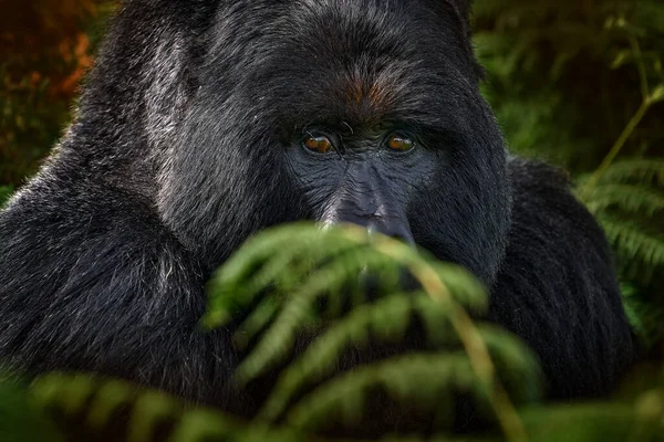 Congo mountain gorilla. Gorilla - wildlife forest portrait . Detail head primate portrait with beautiful eyes. Wildlife scene from nature. Africa. Mountain gorilla monkey ape, Virunga NP.