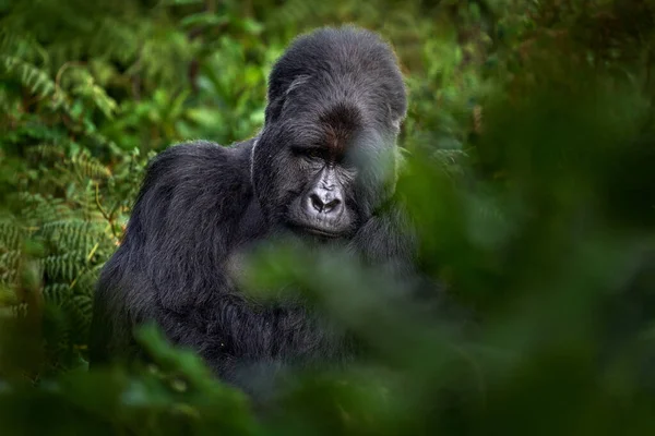 Gorila Retrato Vida Silvestre Cerca Gorila Montaña Parque Nacional Mgahinga —  Fotos de Stock