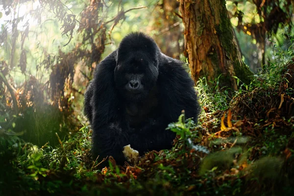 Congo mountain gorilla. Gorilla - wildlife forest portrait . Detail head primate portrait with beautiful eyes. Wildlife scene from nature. Africa. Mountain gorilla monkey ape, Virunga NP.