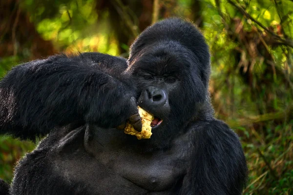 Gorilla Wildtierporträt Wald Kongo Berggorilla Mit Nahrung Detail Kopf Primaten — Stockfoto