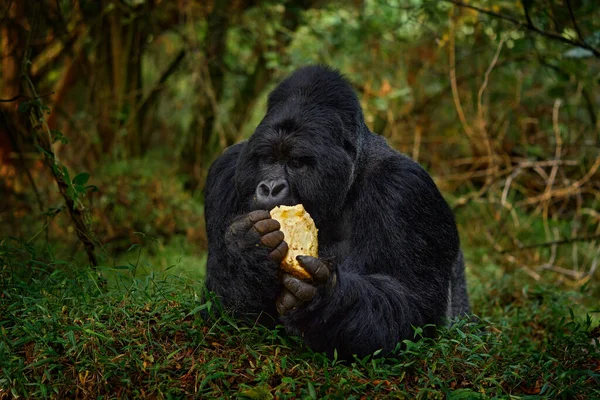 Ruanda Gorila Montaña Con Comida Detalle Cabeza Retrato Primate Con — Foto de Stock