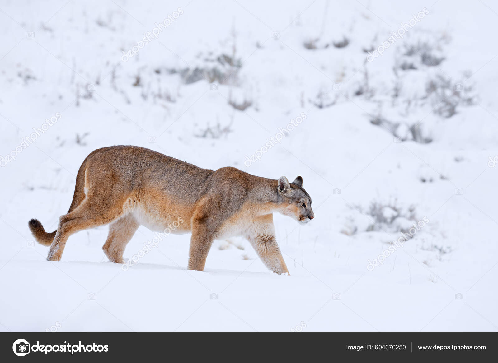 Mountain Lion Puma Nature Winter Habitat Snow Torres Del Paine