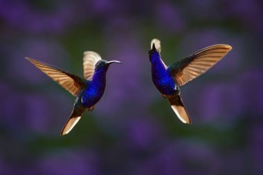 Hummingbird violet Sabrewing, big blue bird flying next to beautiful pink flower with clear green forest nature in background. Tinny bird fly in jungle. Wildlife in tropic Chiapas. Mexico.