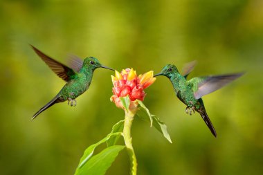 Yeşil taçlı güzel bir sinekkuşu, Heliodoxa Jacula, arka planda ping çiçekleri olan güzel pembe çiçeğin yanında uçuyor, La Paz, Kosta Rika. Ormanda çiçek açan kuş özünü emiyor..