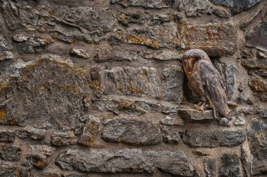 Ahır baykuşu, taş duvar habitatındaki en koyu siyah form. Baykuş köydeki taşın üzerinde oturuyor. Doğadan vahşi yaşam sahnesi, nadir görülen bir kuş türü..