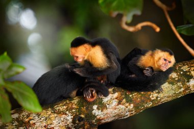 Vahşi beyaz başlı Capuchin, Cebus capucinus, karanlık tropikal ormandaki ağaç dalında oturan siyah maymunlar, doğal ortamdaki hayvanlar, Kosta Rika 'nın vahşi yaşamı. Maymun kürk manto temizliyor..