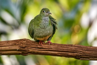 Doğu Süper Meyve Güvercini, Ptilinopus süper otobüsü, doğa habitatındaki kuş, Yeni Gine ve Avustralya 'daki orman. Habitatta güvercin, kafasında pembe bir pelerin. Asya 'da kuş gözlemciliği. Vahşi yaşam doğası.