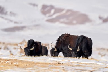 Vahşi öküz, Bos mutus, Himalayalar 'a özgü büyük sığır sürüsü, Kış Dağları, Tso-Kar Gölü, Ladakh, Hindistan. Tibet Platosu 'ndan, karda. Karlı Tibet 'ten boynuzlu kara boğa.