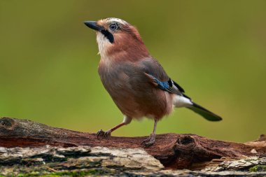 Portrait of nice bird Eurasian Jay, Garrulus glandarius, with orange fall down leaves and morning sun during orange autumn, Czech wildlife, Europe. Bird, close-up detail of head with crest. 