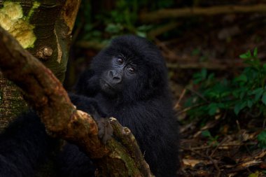 Kongo dağ gorili. Goril, vahşi yaşam orman portresi. Güzel gözlü primat portresini detaylandır. Doğadan vahşi yaşam sahnesi. Afrika. Dağ gorili maymun, Virunga NP. 
