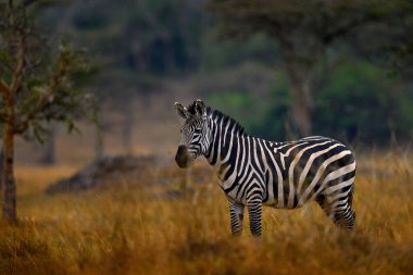 Zebra forest. Zebra with yellow golden grass. Burchell's zebra, Equus quagga burchellii, Nxai Pan National Park, Botswana, Africa. Wild animal on the green meadow. Wildlife nature on African safari.