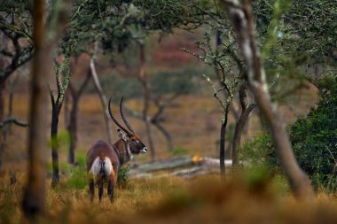 Uganda wildlife. Topi antelope, Damaliscus lunatus jimela, Ishasha, Queen Elizabeth National Park, Uganda in Africa. Topi antelope in the nature habitat, green grass on the savannah. Wildlife Uganda. 