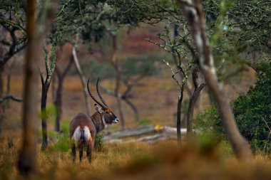 Uganda wildlife. Topi antelope, Damaliscus lunatus jimela, Ishasha, Queen Elizabeth National Park, Uganda in Africa. Topi antelope in the nature habitat, green grass on the savannah. Wildlife Uganda.  clipart