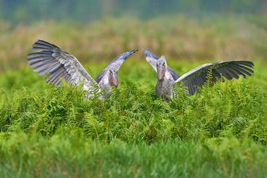 Uganda wildlife. two Shoebill, Balaeniceps rex, bird fight in green vegetation. Portrait of big beaked bird, Mabamba swamp. Birdwatching in Africa. Mystic bird in green vegetation habitat, wildlife.