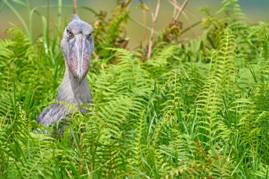 Shoebill, Balaeniceps rex, hidden in the green vegetation. Portrait of big beaked bird, Green swamp. Birdwatching in Africa. Mystic bird in the green vegetation habitat, wildlife. Congo wildlife. 