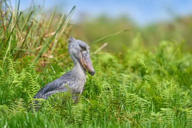 Uganda vahşi yaşamı. Ayakkabı gagası, Balaeniceps rex, yeşil bitkilerin arasına gizlenmiş. Büyük gagalı kuş portresi, Mabamba bataklığı. Afrika 'da kuş gözlemciliği. Yeşil bitki örtüsündeki mistik kuş, vahşi yaşam.