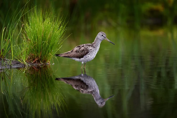 Greenshank Tringa Nebularia Water Green Grass Habitat Lake Kuhmo Finland — Stock Photo, Image