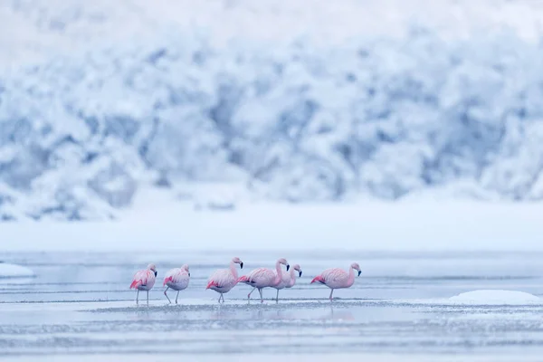 Flock of Chilean flamingos, Phoenicopterus chilensis, nice pink big birds with long necks, dancing in water, animals in the nature habitat in Chile, America. Flamingo from Patagonia, Torres del Paine