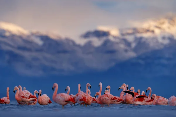 Flock of Chilean flamingos, Phoenicopterus chilensis, nice pink big birds with long necks, dancing in water, animals in the nature habitat in Chile, America. Flamngo from Patagonia, Torres del Paine