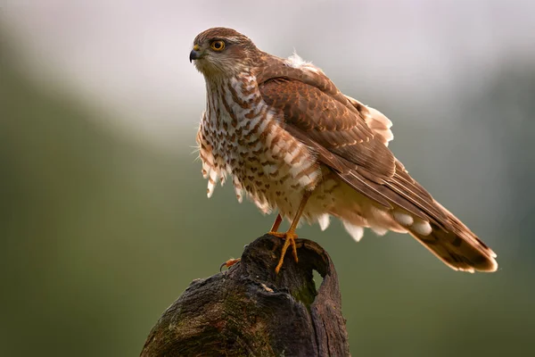 Sparrowhawk, Accipiter nisus, sitting green tree trunk in the forest, back light. Wildlife animal scene from nature. Hawk bird in the winter forest habitat, Germany, Europe.