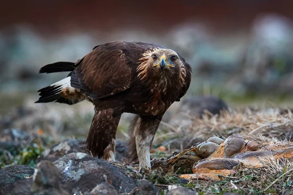 Eagle with cow viscera and entrails. Golden eagle,walking between the stone, Rhodopes mountain, Bulgaria. Eagle, evening light, brown bird of prey with big wingspan. Cow carcass on the rock with eagle.