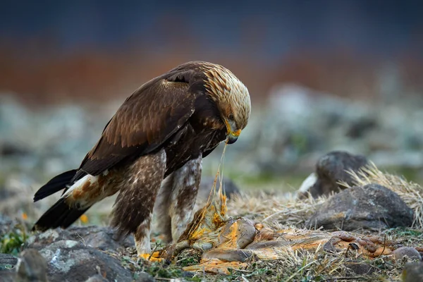 Eagle with cow viscera and entrails. Golden eagle,walking between the stone, Rhodopes mountain, Bulgaria. Eagle, evening light, brown bird of prey with big wingspan. Cow carcass on rock with eagle.