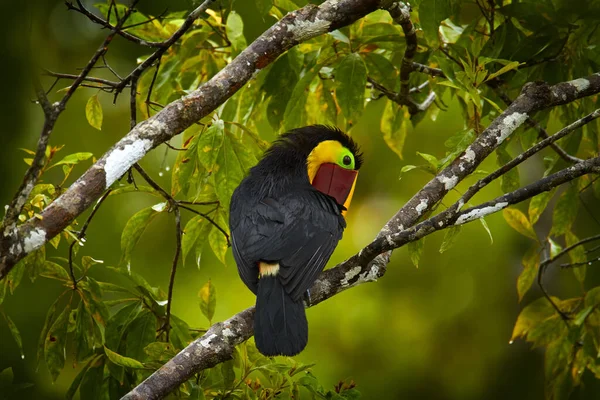 Widlife, bird in forest. Chesnut-mandibled Toucan sitting on the branch in tropical rain with green jungle in background. Wildlife scene from nature. Swainson\'s toucan, Ramphastos ambiguus swainsonii, Costa Rica