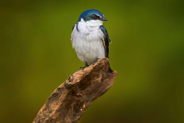 Mangrove Swallow, Tachycineta albilinea, bird from tropical river. Exotic swallow from Costa Rica sitting on the tree branch with clear green background, Central America.