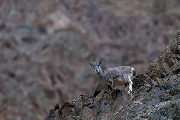 Bharal blue Sheep, Pseudois nayaur, in the rock with snow, Hemis NP, Ladakh, India in Asia. Bharal in nature snowy habitat. Face portrait with horns of wild sheep. Wildlife scene from Himalayas.