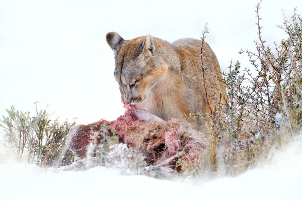 Puma eating guancao carcass, skeleton in the mouth muzzle with tongue. Wildlife neture in Torres del Paine NP in Chile. Winter with snow.