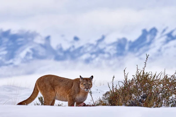 Puma, nature winter habitat with snow, Torres del Paine, Chile. Wild big cat Cougar, Puma concolor, hidden portrait of dangerous animal with stone. Wildlife scene from nature. Mountain Lion.