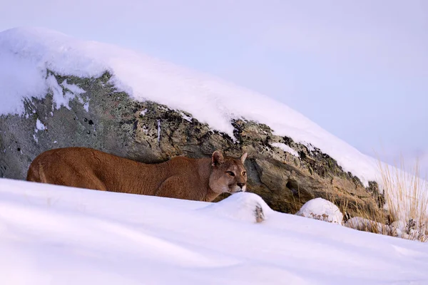 Puma, nature winter habitat with snow, Torres del Paine, Chile. Wild big cat Cougar, Puma concolor, hidden portrait of dangerous animal with stone. Wildlife scene from nature. Mountain Lion in rock.
