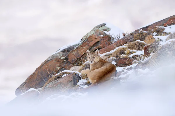 Puma, nature wintet habitat with snow, Torres del Paine, Chile. Wild big cat Cougar, Puma concolor, hidden portrait of dangerous animal with stone. Wildlife scene from nature. Mountain Lion in rock.