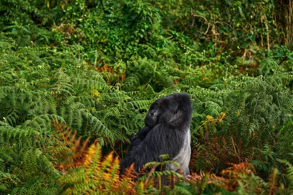 Congo Mountain Gorilla Gorilla Wildlife Forest Portrait Detail Head Primate — Stockfoto