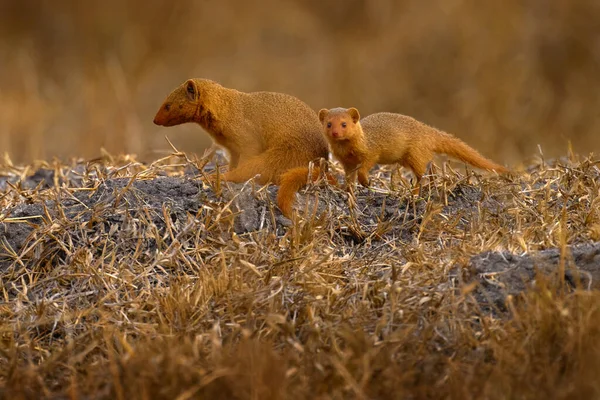 Dwarf Mongoose Helogale Parvula Pair Animal Hole Nest Suvuti Chobe — Foto Stock