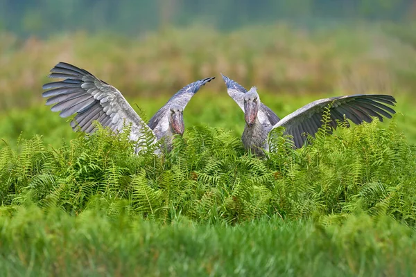 Uganda Wildlife Two Shoebill Balaeniceps Rex Bird Fight Green Vegetation — Fotografia de Stock