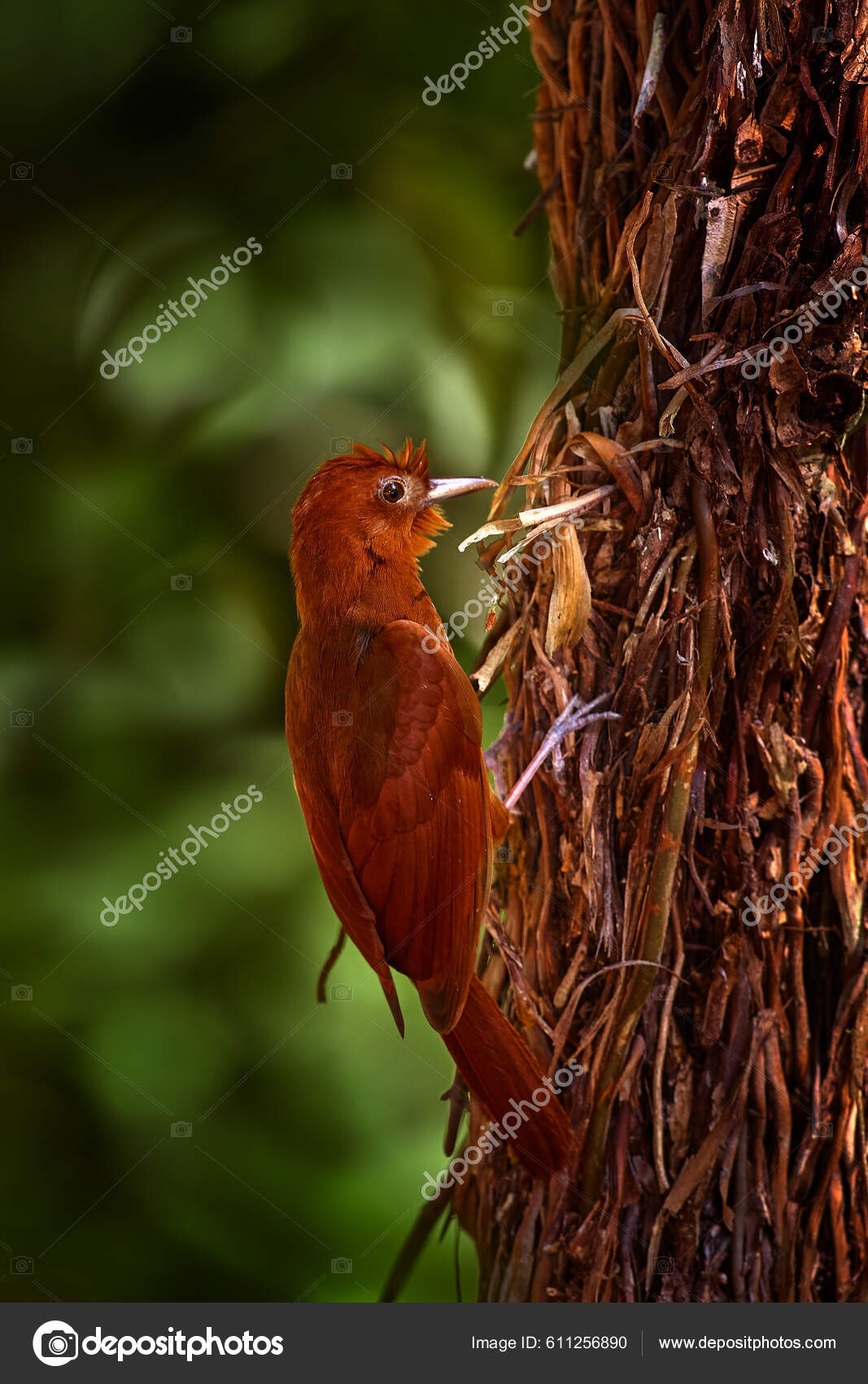 Ruddy Woodcreeper Dendrocincla Homochroa Red Brown Bird Tree