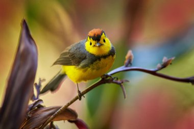 Collared whitestart, Myioborus torquatus, yellow grey red birs in the nature flower habitat. Collared redstart, tropical New World warbler endemic mountains of Costa Rica. Wildlife in forest.