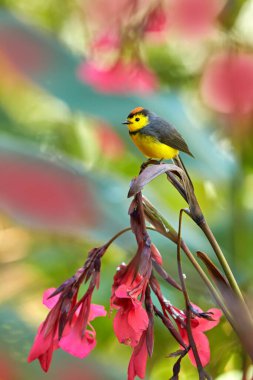Collared whitestart, Myioborus torquatus, yellow grey red birs in the nature flower habitat. Collared redstart, tropical New World warbler endemic mountains of Costa Rica. Wildlife in forest.