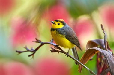Collared whitestart, Myioborus torquatus, yellow grey red birs in the nature flower habitat. Collared redstart, tropical New World warbler endemic mountains of Costa Rica. Wildlife in forest.
