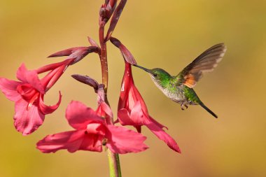 Kırmızı çiçekli uçan sinekkuşu. Kosta Rika 'da çizgili kuyruklu sinekkuşu, Eupherusa eximia, Savegre, Cordillera de Talamanca. Doğadaki çiçekli tropik yaşam alanı. Vahşi yaşam Kosta Rika.