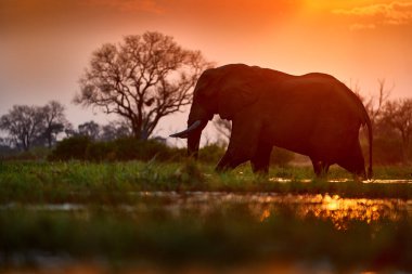 Afrika gün batımı. Fil, ağaç dalını besliyor. Mana Havuzları 'ndaki fil, Afrika' daki Zimbabwe. Eski ormandaki büyük hayvan. Akşam ışığı, gün batımı. Doğadaki büyülü vahşi yaşam sahnesi. 