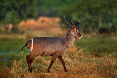 Waterbuck, Kobus ellipsiprymnus, Sahra altı Afrika 'da büyük bir antilop. Doğal ortamında güzel bir Afrika hayvanı, Uganda. Doğadan gelen vahşi yaşam. İyi akşamlar Afrika. Afrika vahşi yaşamı. 