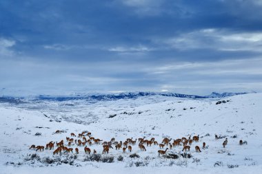 Şili 'de Guanaco, Patagonie' de Torres del Paine NP. Patagonya yaban hayatı. Güney Amerika 'da kışın kar yağar. Lama guanaco, Lama guanicoe, doğa habitatı, Rock Hills dağları. Vahşi nehir gün batımı.